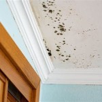 Dangers Of Mould In Bedroom