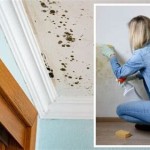 How To Deal With Mold In Bedroom
