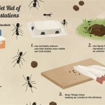 How To Get Rid Of Ants In A Bedroom