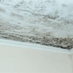 How To Get Rid Of Mould On Ceiling In Bedroom